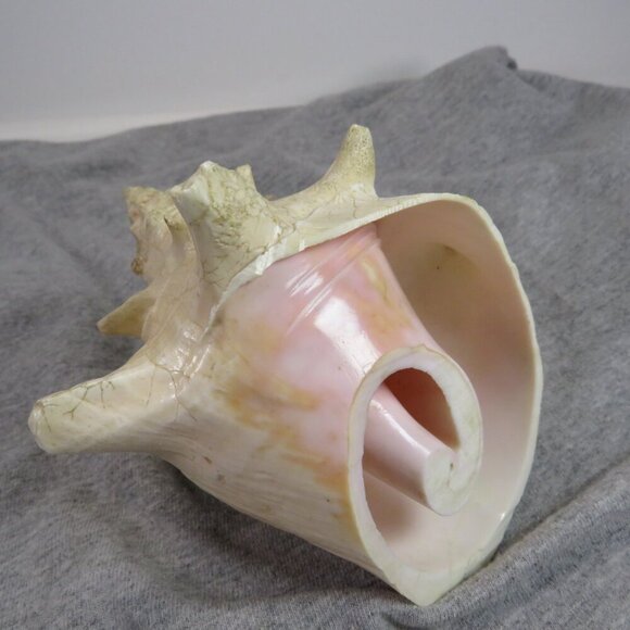 Conch Sea Shell REAL professionally sliced 4" long 5" wide  nice pink inside - Picture 3 of 7